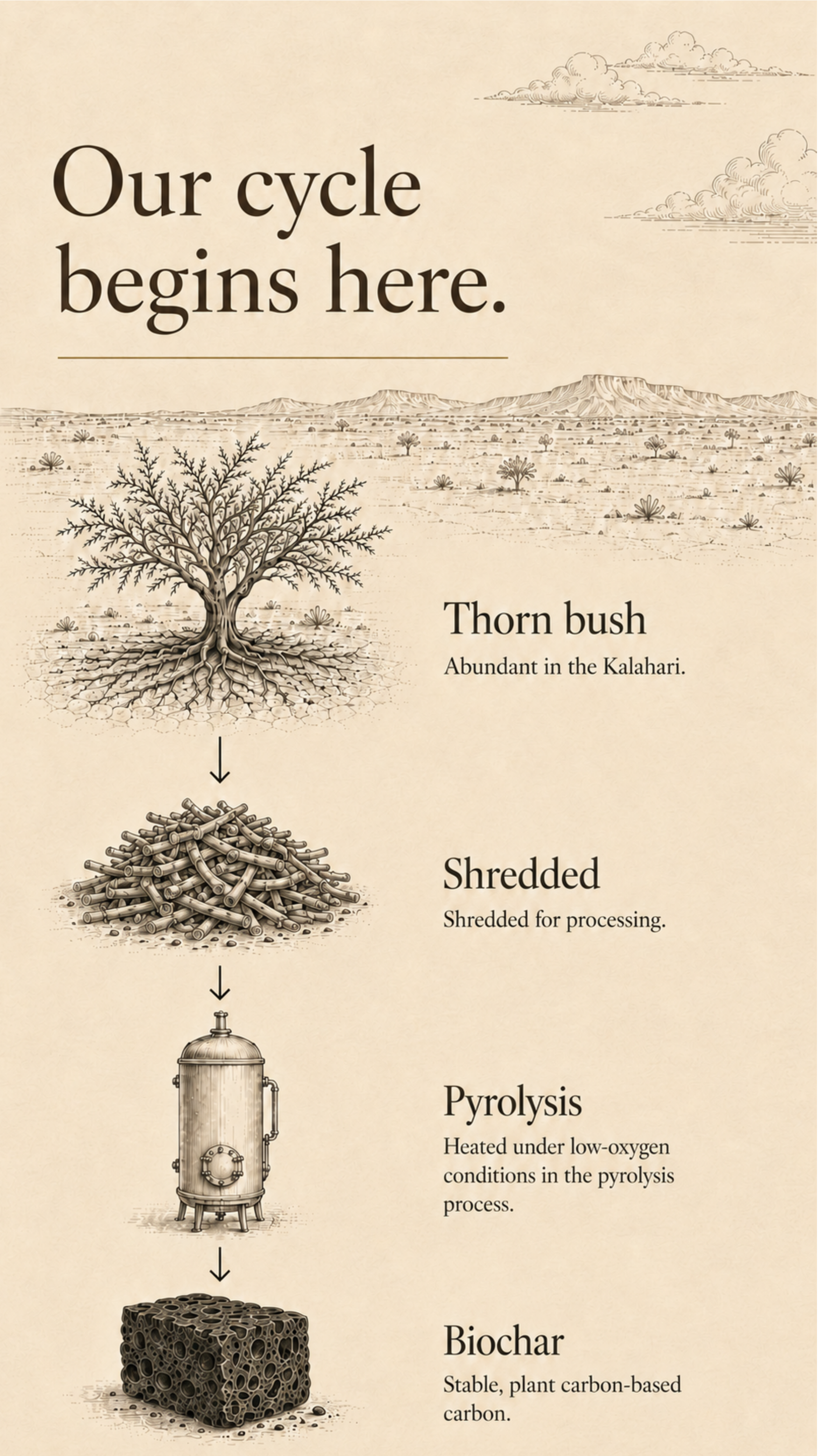 Diagram of the biochar process: thornbush, shredded biomass, pyrolysis, biochar